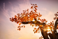 怒放的生命——艳阳天下绚丽的红叶树