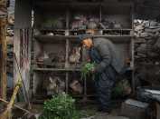 《本色》(2026.3.17.拍摄于嘉祥武翟村)