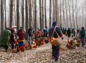 《乡村集市掠影》