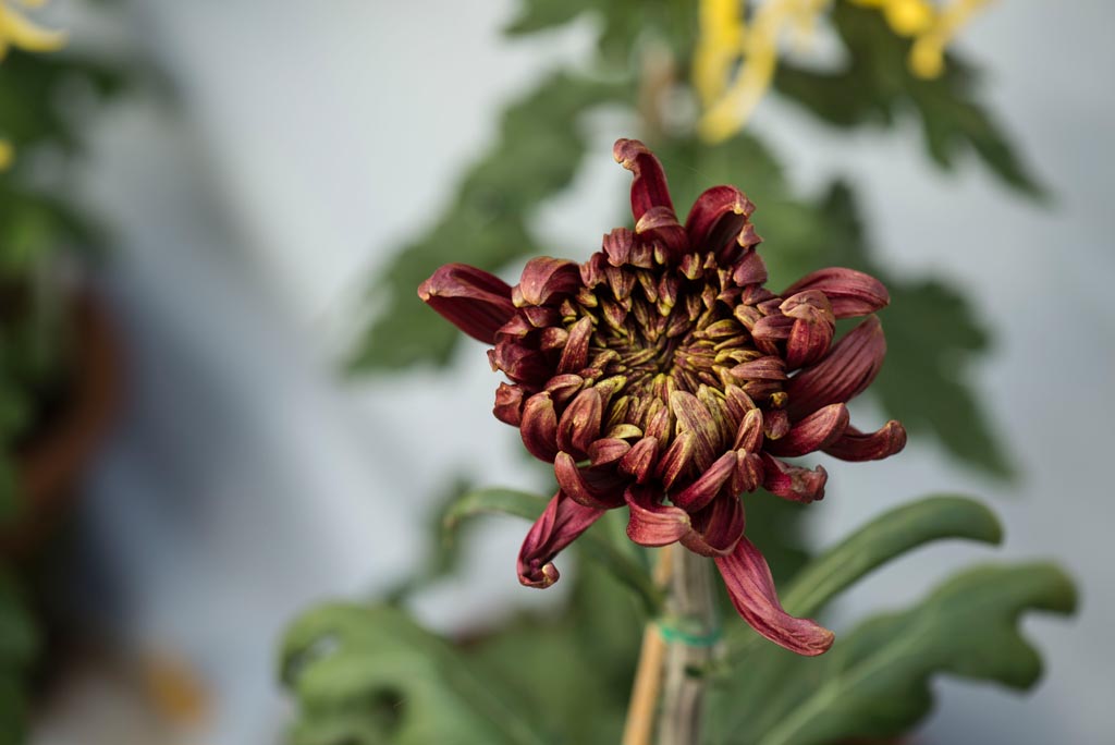 廖沟河菊花