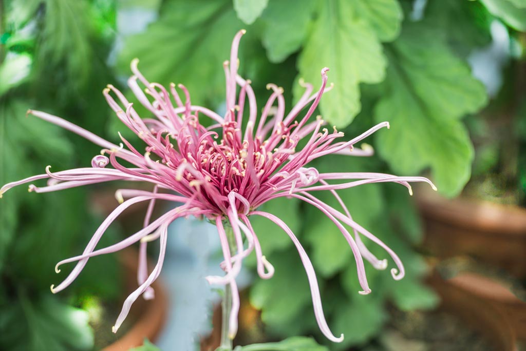 廖沟河菊花