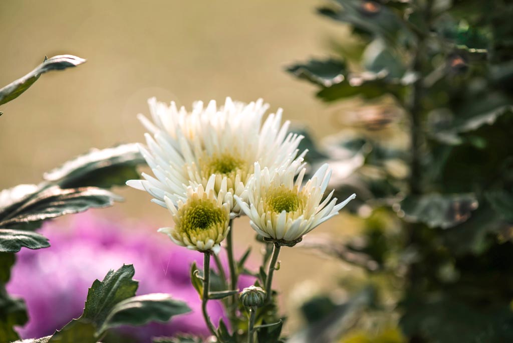 廖沟河菊花