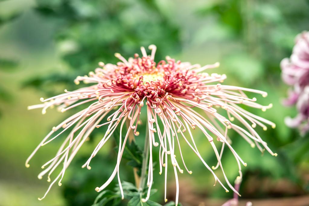 廖沟河菊花