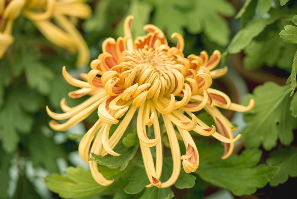 廖沟河菊花