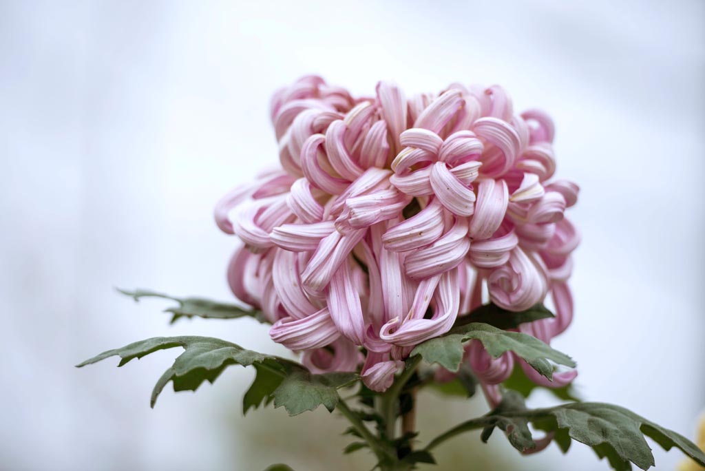 廖沟河菊花
