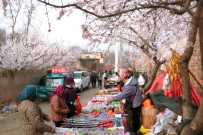 花下烟火（2026年嘉祥杏花节）